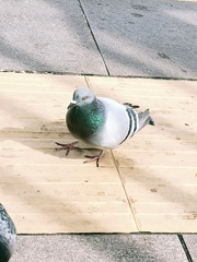 Columba livia domestica
