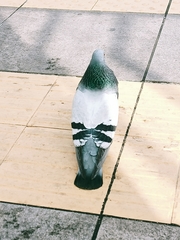 Columba livia domestica