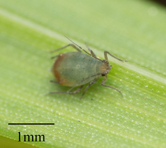 Rhopalosiphum padi