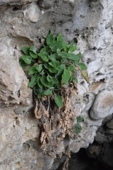 Campanula elatinoides