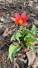 Tulipa