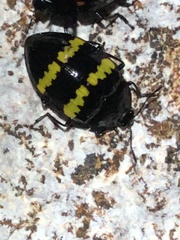 Prepopharus bitaeniatus