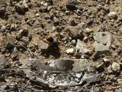 Rhynchium superbum