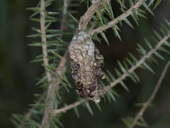 Ropalidia plebeiana
