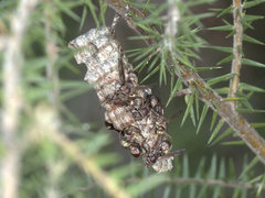 Ropalidia plebeiana