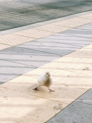 Columba livia domestica
