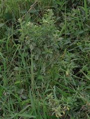 Lippia javanica