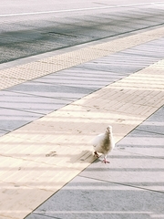 Columba livia domestica