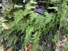 Hymenophyllum dentatum