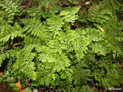 Hymenophyllum dentatum