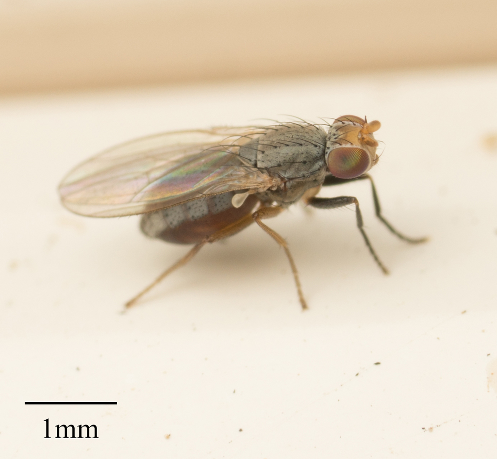 Trixoscelis flavida