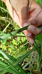 Micrathena swainsoni