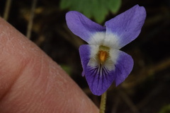 Viola suavis suavis