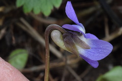 Viola suavis suavis