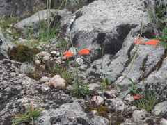 Salvia oppositiflora