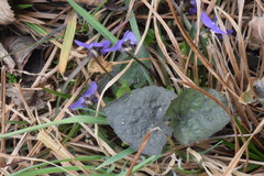 Viola suavis suavis