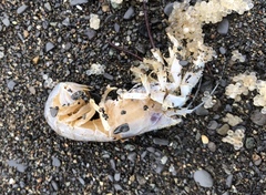 Upogebia pugettensis