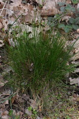 Festuca heterophylla
