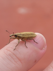 Lixus