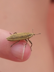 Lixus