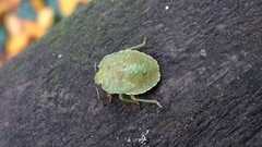 Palomena prasina