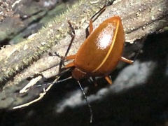 Ellipticus dorbignyi