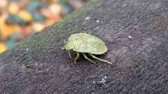 Palomena prasina