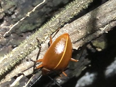 Ellipticus dorbignyi