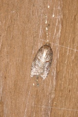 Acleris maccana