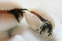 Clibanarius humilis