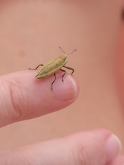 Lixus