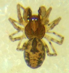 Emblyna olympiana