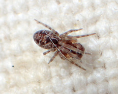 Emblyna olympiana