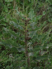 Xysmalobium undulatum