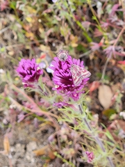 Schinia pulchripennis