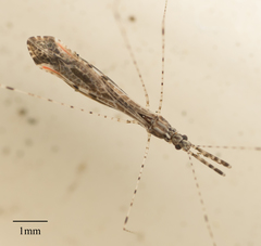 Empicoris rubromaculatus