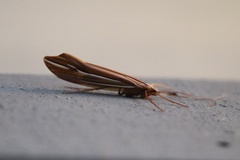 Psychoglypha bella