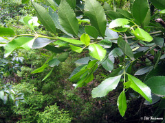 Laureliopsis philippiana