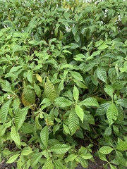 Psychotria nervosa