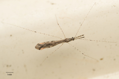 Empicoris rubromaculatus