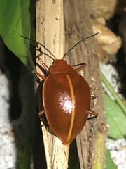 Ellipticus dorbignyi