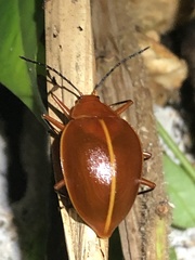 Ellipticus dorbignyi