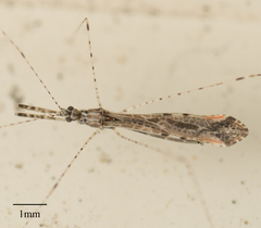 Empicoris rubromaculatus