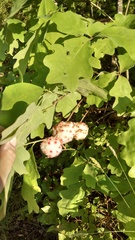 Callirhytis seminator