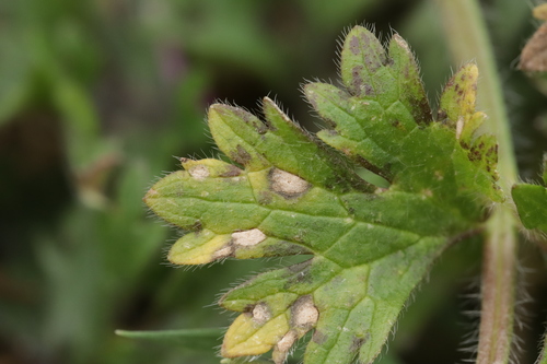 Entyloma eburneum
