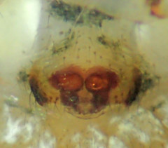 Mimetus eutypus