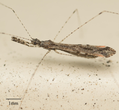 Empicoris rubromaculatus