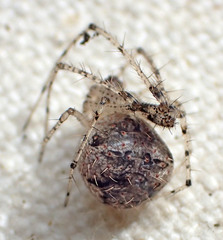 Mimetus eutypus