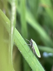 Draeculacephala minerva