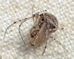 Mimetus eutypus